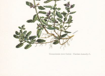 1960 WALL GERMANDER FLOWER Print - Botanical Print - Botanical Illustration - Plant Wall Art - Vintage Plant Print - 7.5 x 10.6 Inches