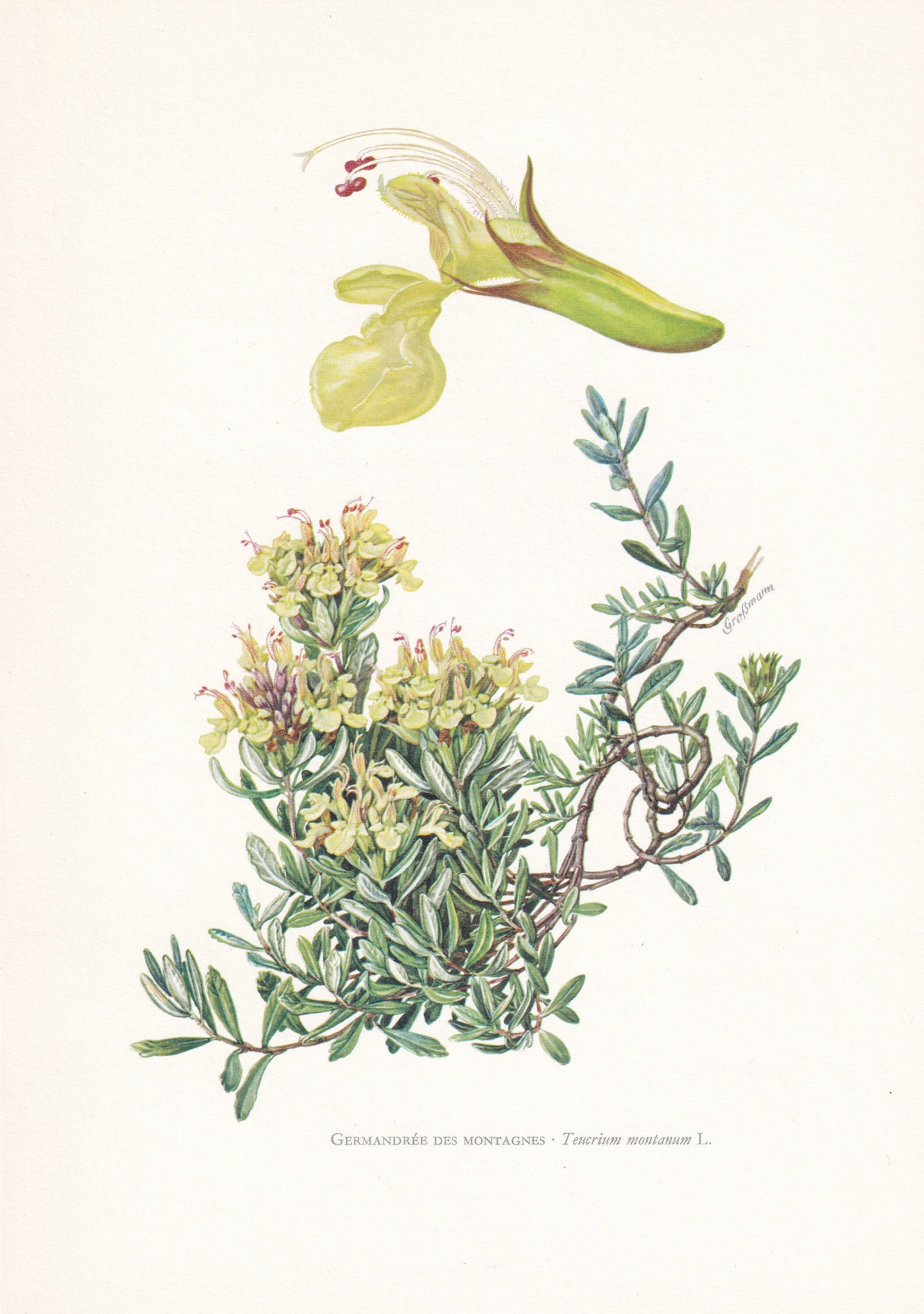 1960 MOUNTAIN GERMANDER FLOWER Print - Botanical Print - Botanical Illustration - Plant Wall Art - Vintage Plant Print - 7.5 x 10.6 Inches