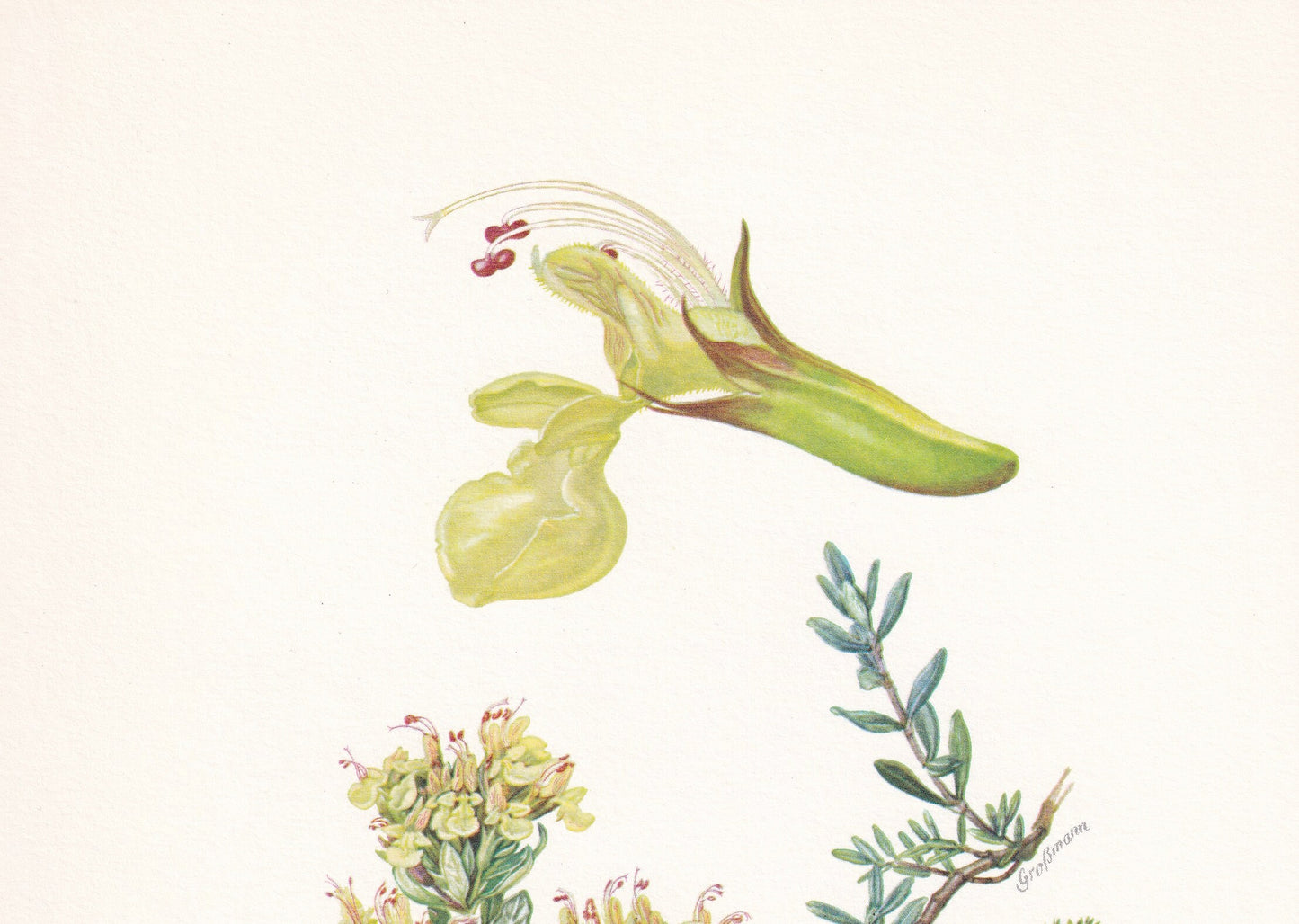 1960 MOUNTAIN GERMANDER FLOWER Print - Botanical Print - Botanical Illustration - Plant Wall Art - Vintage Plant Print - 7.5 x 10.6 Inches