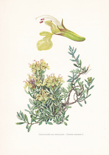 1960 MOUNTAIN GERMANDER FLOWER Print - Botanical Print - Botanical Illustration - Plant Wall Art - Vintage Plant Print - 7.5 x 10.6 Inches