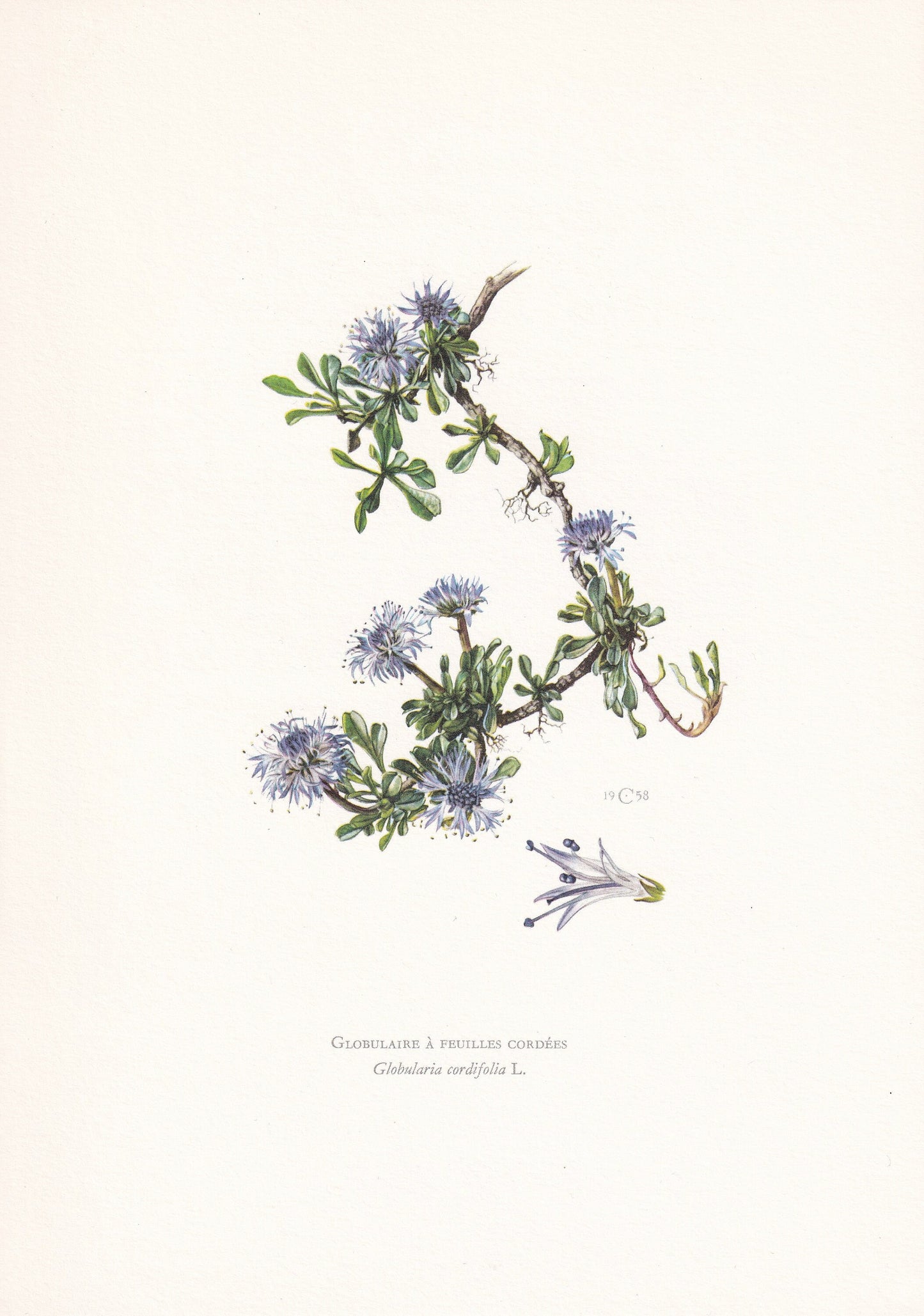 1960 GLOBE DAISY FLOWER Print - Botanical Print - Botanical Illustration - Plant Wall Art - Vintage Plant Print - 7.5 x 10.6 Inches