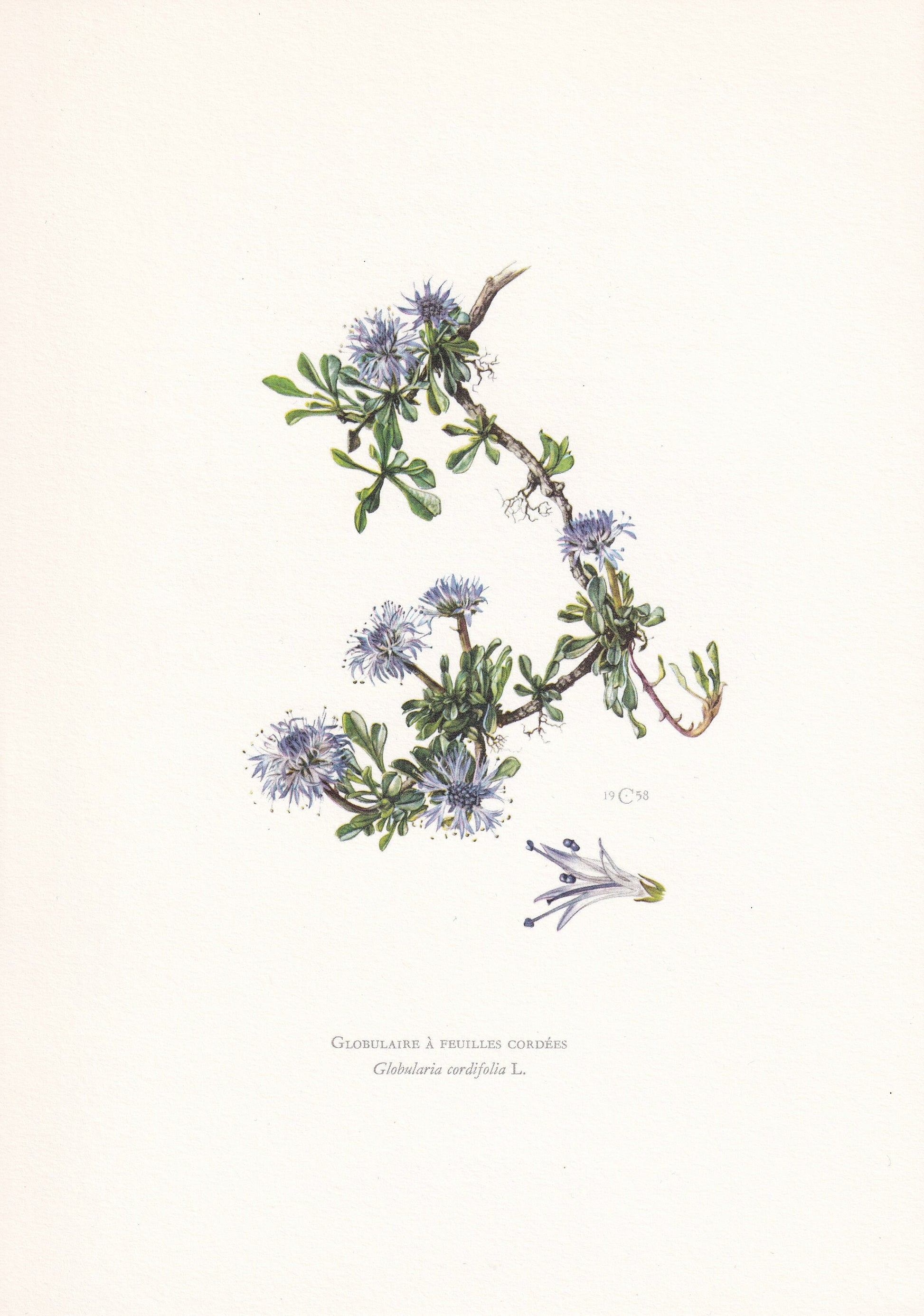 1960 GLOBE DAISY FLOWER Print - Botanical Print - Botanical Illustration - Plant Wall Art - Vintage Plant Print - 7.5 x 10.6 Inches