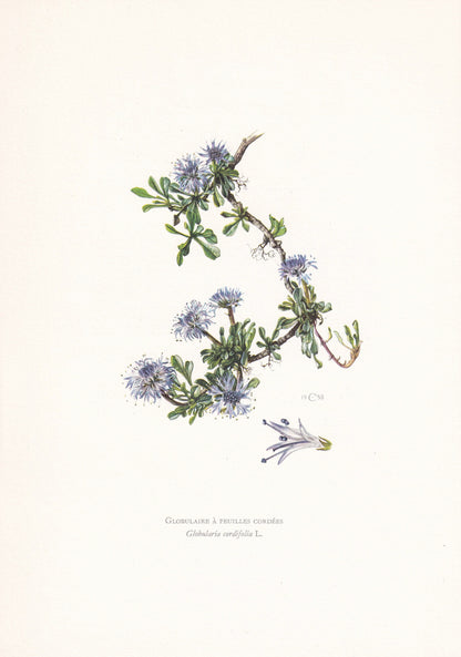 1960 GLOBE DAISY FLOWER Print - Botanical Print - Botanical Illustration - Plant Wall Art - Vintage Plant Print - 7.5 x 10.6 Inches