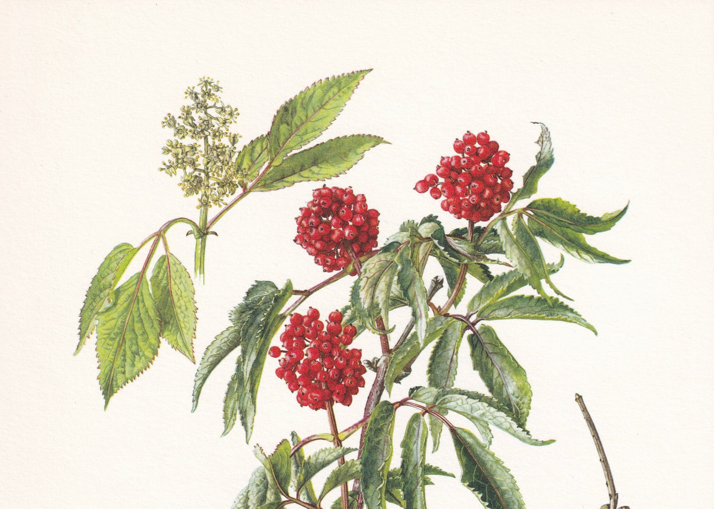 1960 RED ELDERBERRY Print - Botanical Print - Botanical Illustration - Plant Wall Art - Vintage Plant Print - 7.5 x 10.6 Inches