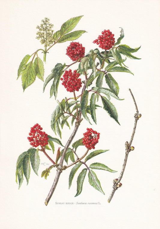 1960 RED ELDERBERRY Print - Botanical Print - Botanical Illustration - Plant Wall Art - Vintage Plant Print - 7.5 x 10.6 Inches