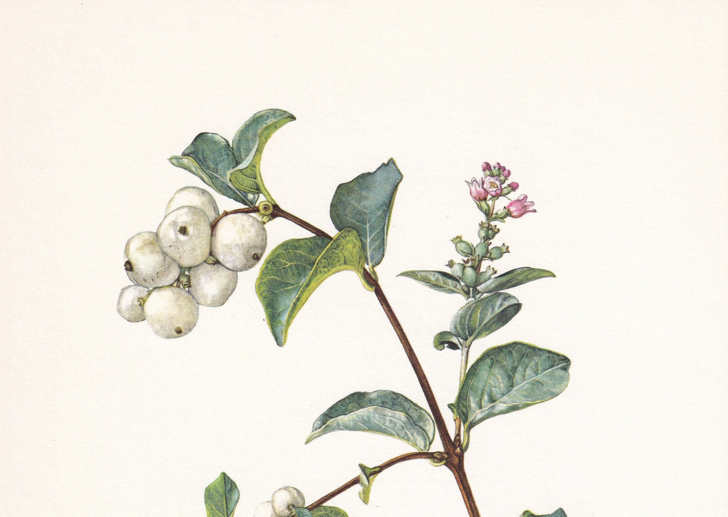 1960 COMMON SNOWBERRY Print - Botanical Print - Botanical Illustration - Plant Wall Art - Vintage Plant Print - 7.5 x 10.6 Inches