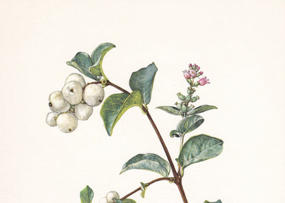 1960 COMMON SNOWBERRY Print - Botanical Print - Botanical Illustration - Plant Wall Art - Vintage Plant Print - 7.5 x 10.6 Inches