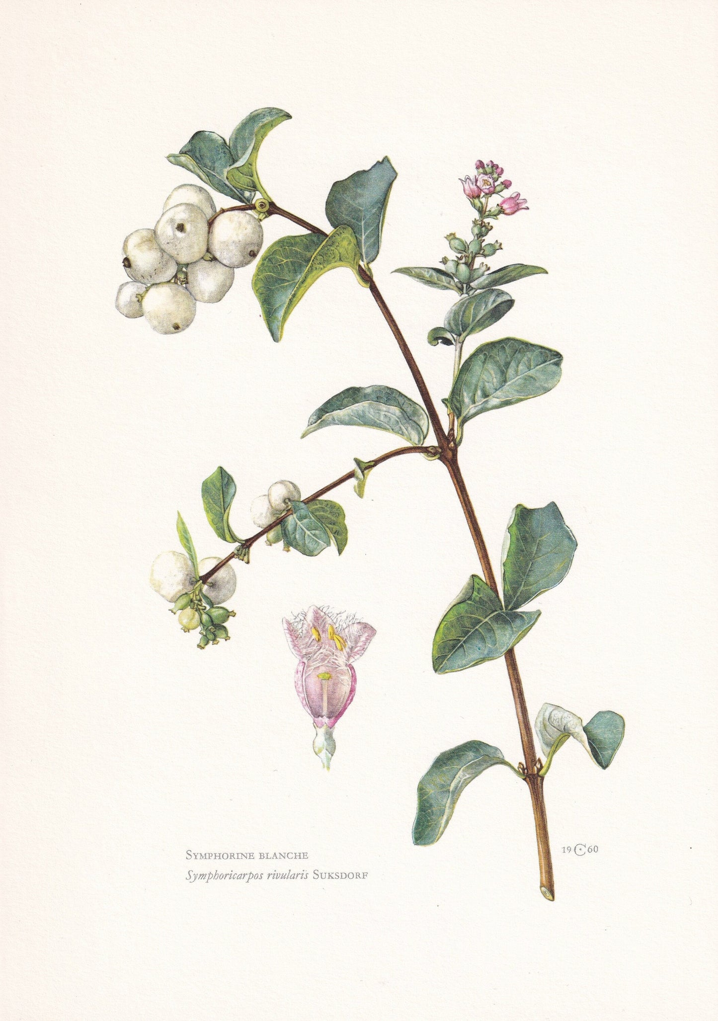 1960 COMMON SNOWBERRY Print - Botanical Print - Botanical Illustration - Plant Wall Art - Vintage Plant Print - 7.5 x 10.6 Inches