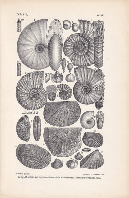 1900 AMMONITE FOSSILS Print - Antique Fossil Print - Triassic Period Fossils - Fossil Wall Art - Dinosaur Wall Art - 6.4 x 9.5 Inches