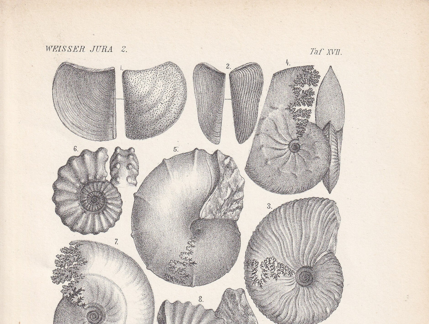 1900 AMMONITE FOSSILS Print - Antique Fossil Print - Jurassic Period Fossils - Fossil Wall Art - Dinosaur Wall Art - 6.4 x 9.5 Inches