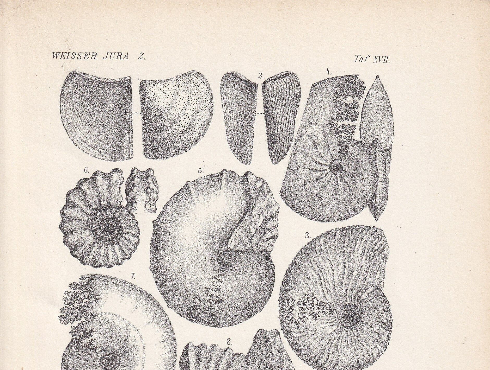 1900 AMMONITE FOSSILS Print - Antique Fossil Print - Jurassic Period Fossils - Fossil Wall Art - Dinosaur Wall Art - 6.4 x 9.5 Inches