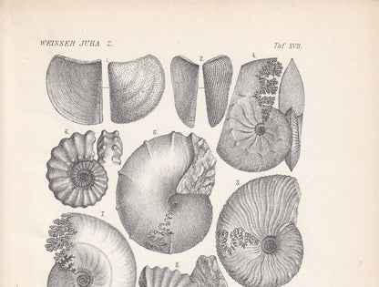 1900 AMMONITE FOSSILS Print - Antique Fossil Print - Jurassic Period Fossils - Fossil Wall Art - Dinosaur Wall Art - 6.4 x 9.5 Inches