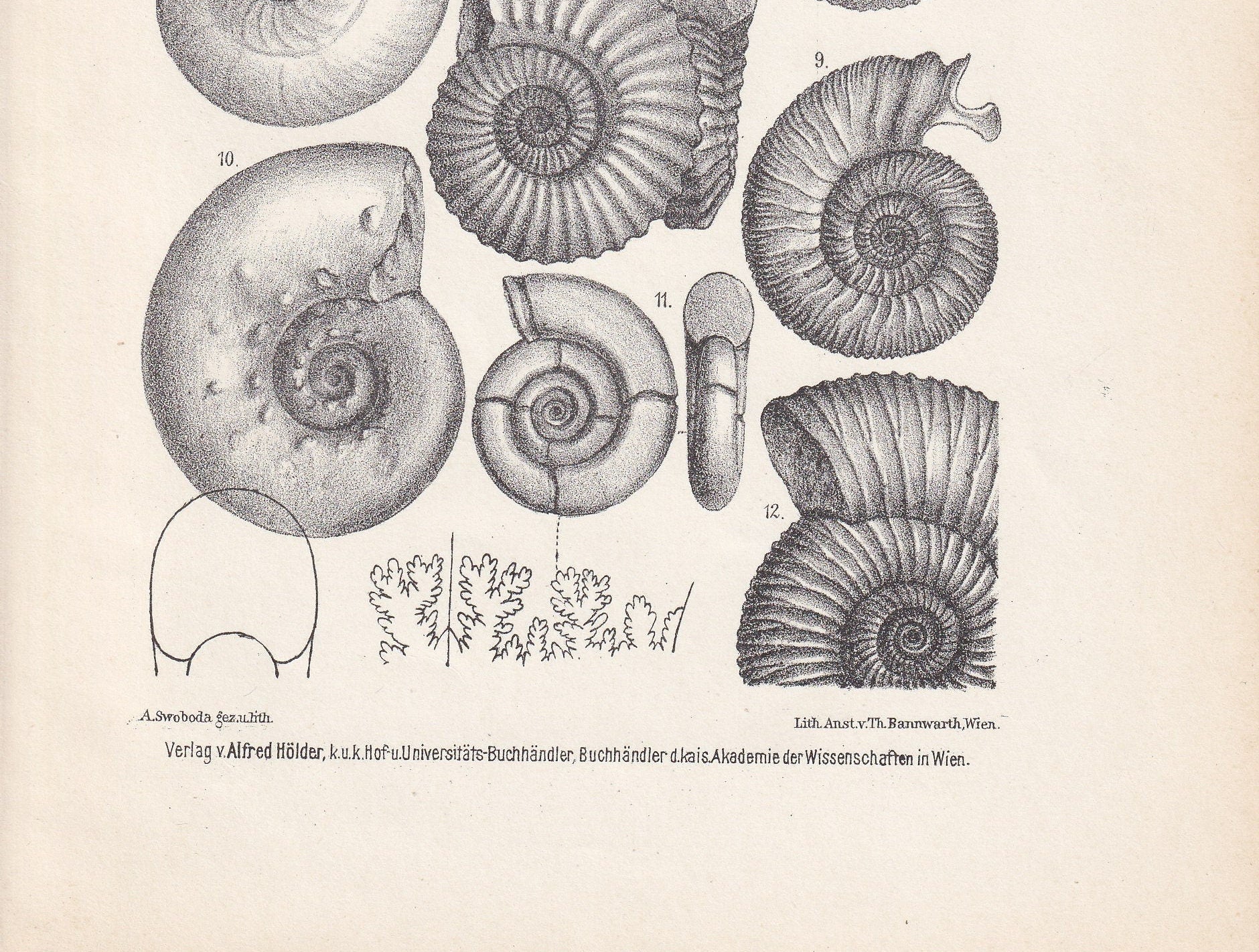 1900 AMMONITE FOSSILS Print - Antique Fossil Print - Jurassic Period Fossils - Fossil Wall Art - Dinosaur Wall Art - 6.4 x 9.5 Inches