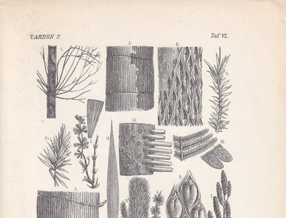 1900 CARBONIFEROUS PERIOD FOSSILS Print - Antique Fossil Print - Plant Fossil Print - Fossil Wall Art - Dinosaur Wall Art - 6.4 x 9.5 Inches