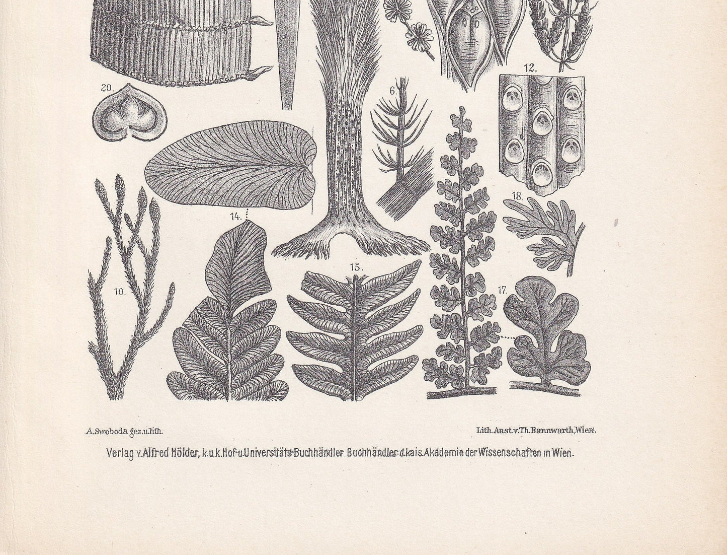 1900 CARBONIFEROUS PERIOD FOSSILS Print - Antique Fossil Print - Plant Fossil Print - Fossil Wall Art - Dinosaur Wall Art - 6.4 x 9.5 Inches