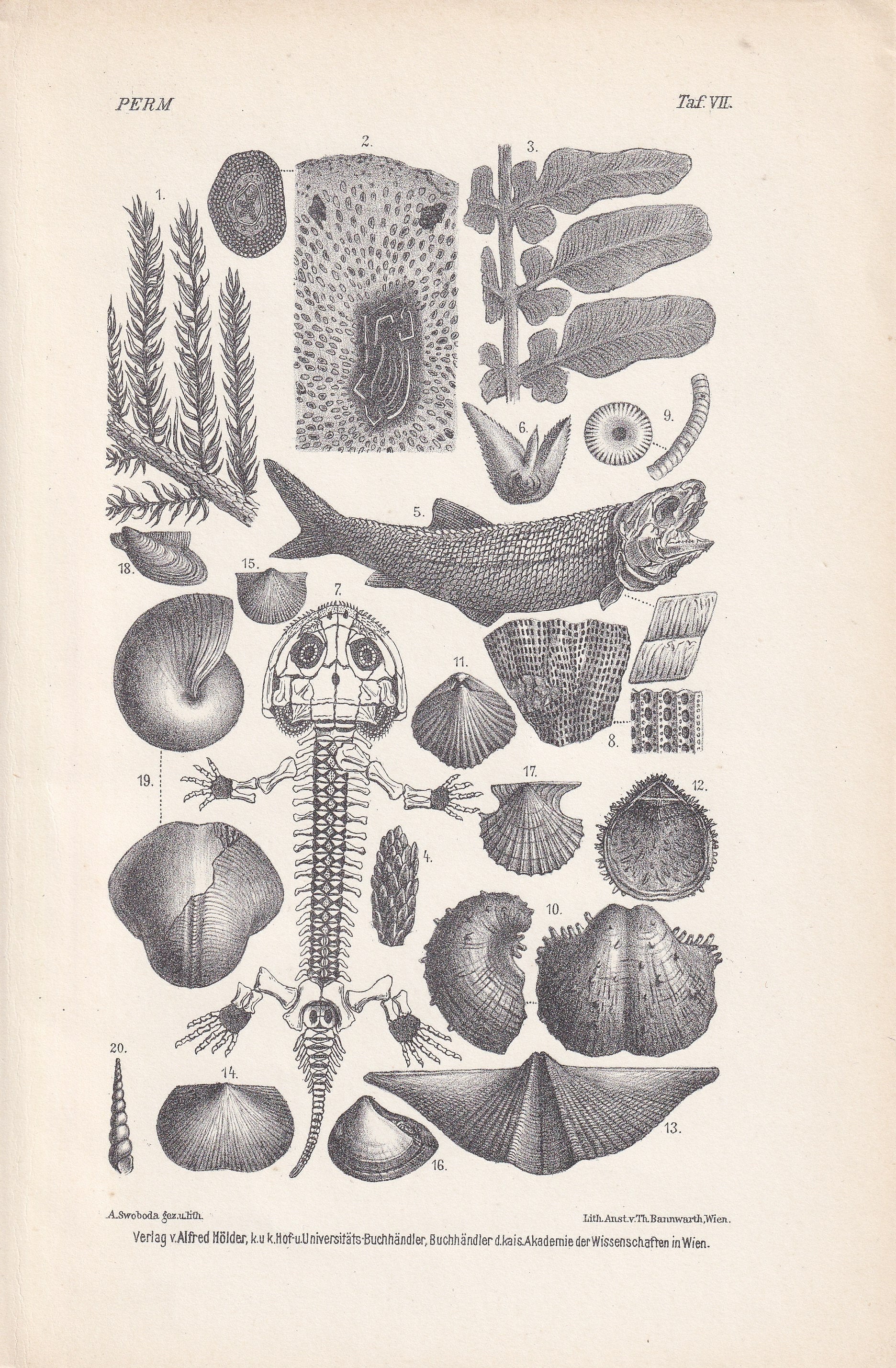 1900 PERMIAN PERIOD FOSSILS Print - Antique Fossil Print - Fossil Fish Print - Fossil Wall Art - Dinosaur Wall Art - 6.4 x 9.5 Inches