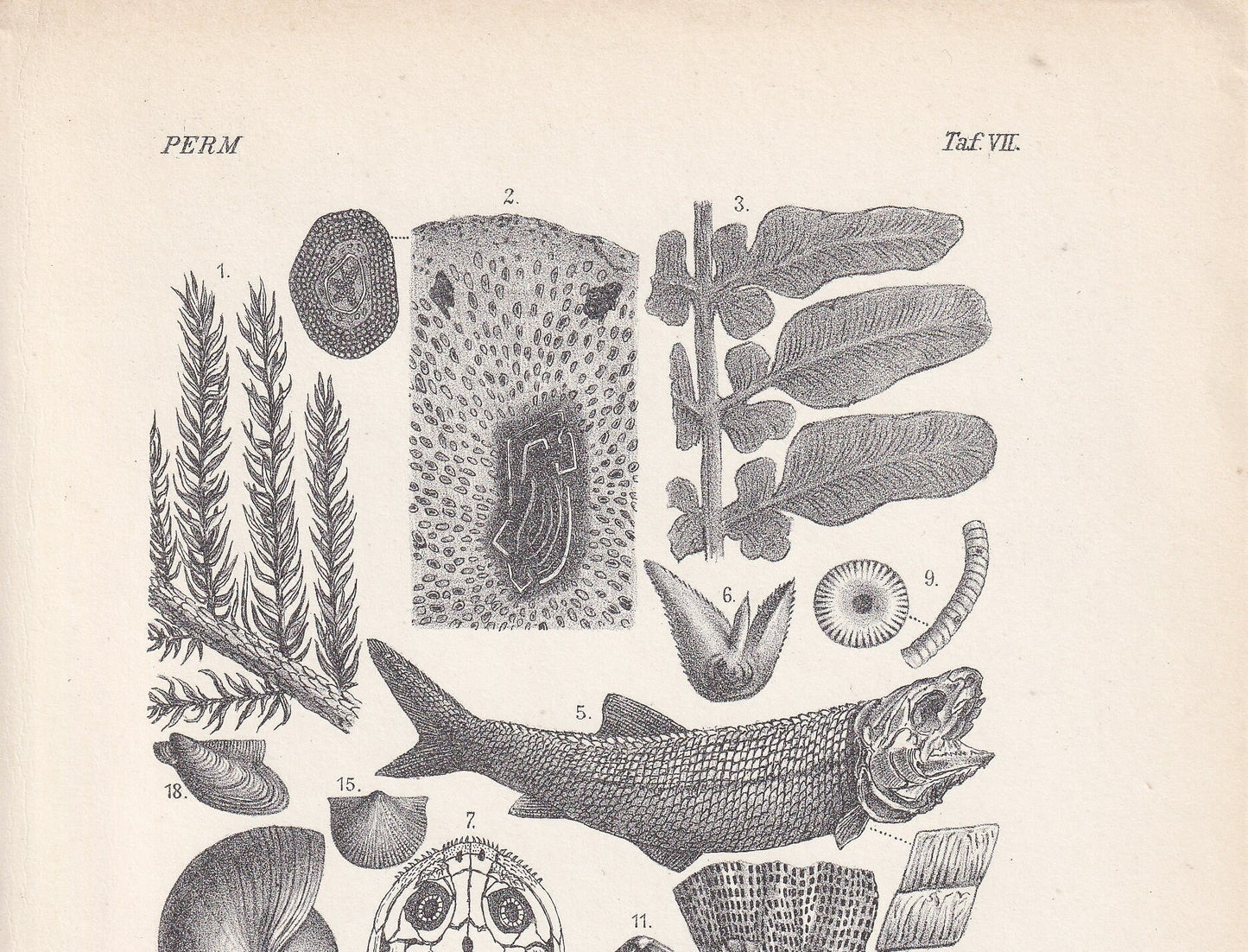 1900 PERMIAN PERIOD FOSSILS Print - Antique Fossil Print - Fossil Fish Print - Fossil Wall Art - Dinosaur Wall Art - 6.4 x 9.5 Inches