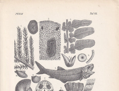 1900 PERMIAN PERIOD FOSSILS Print - Antique Fossil Print - Fossil Fish Print - Fossil Wall Art - Dinosaur Wall Art - 6.4 x 9.5 Inches