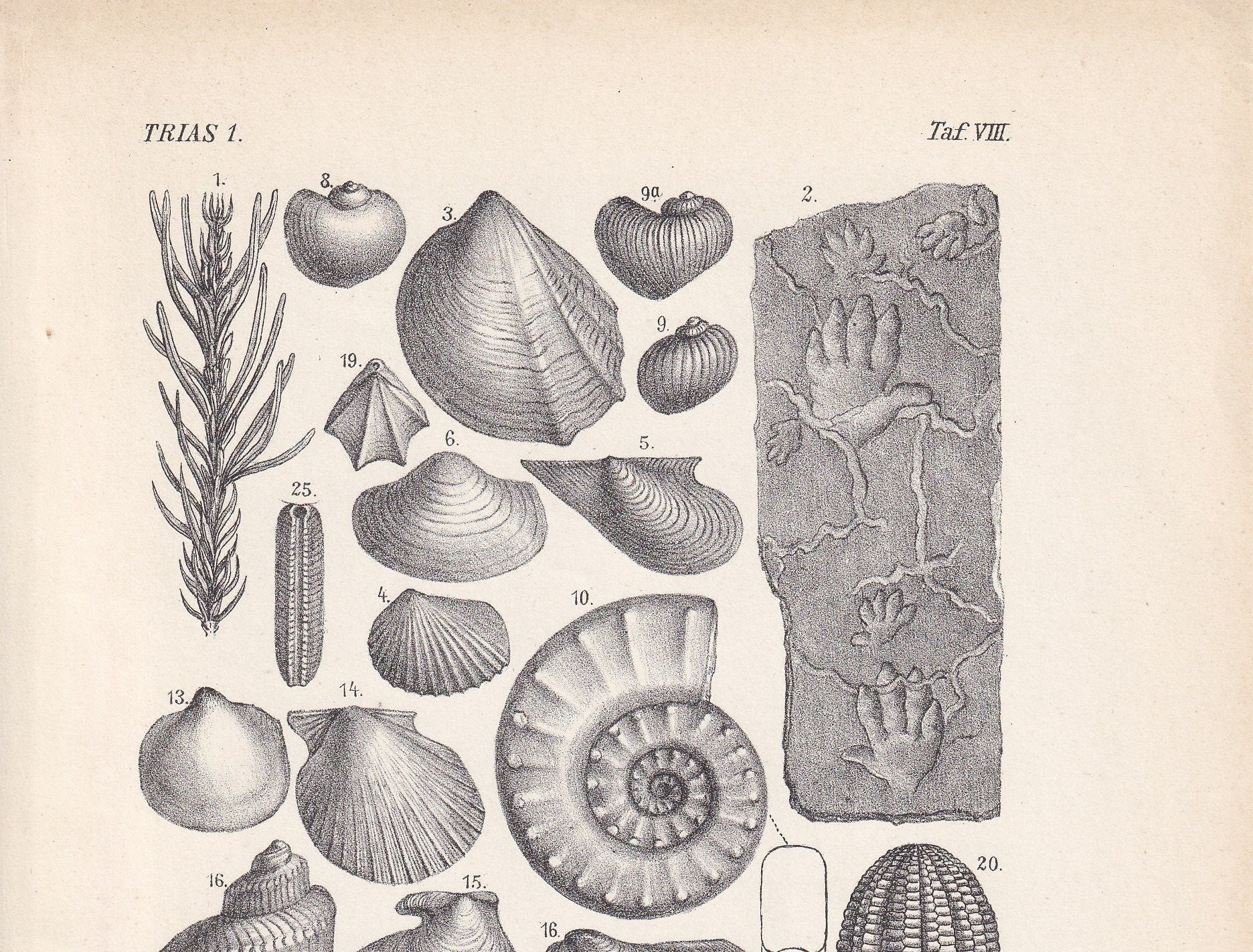 1900 AMMONITES & FOSSIL SHELLS Print - Antique Fossil Print - Triassic Period Print - Fossil Wall Art - Dinosaur Wall Art - 6.4 x 9.5 Inches