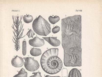 1900 AMMONITES & FOSSIL SHELLS Print - Antique Fossil Print - Triassic Period Print - Fossil Wall Art - Dinosaur Wall Art - 6.4 x 9.5 Inches