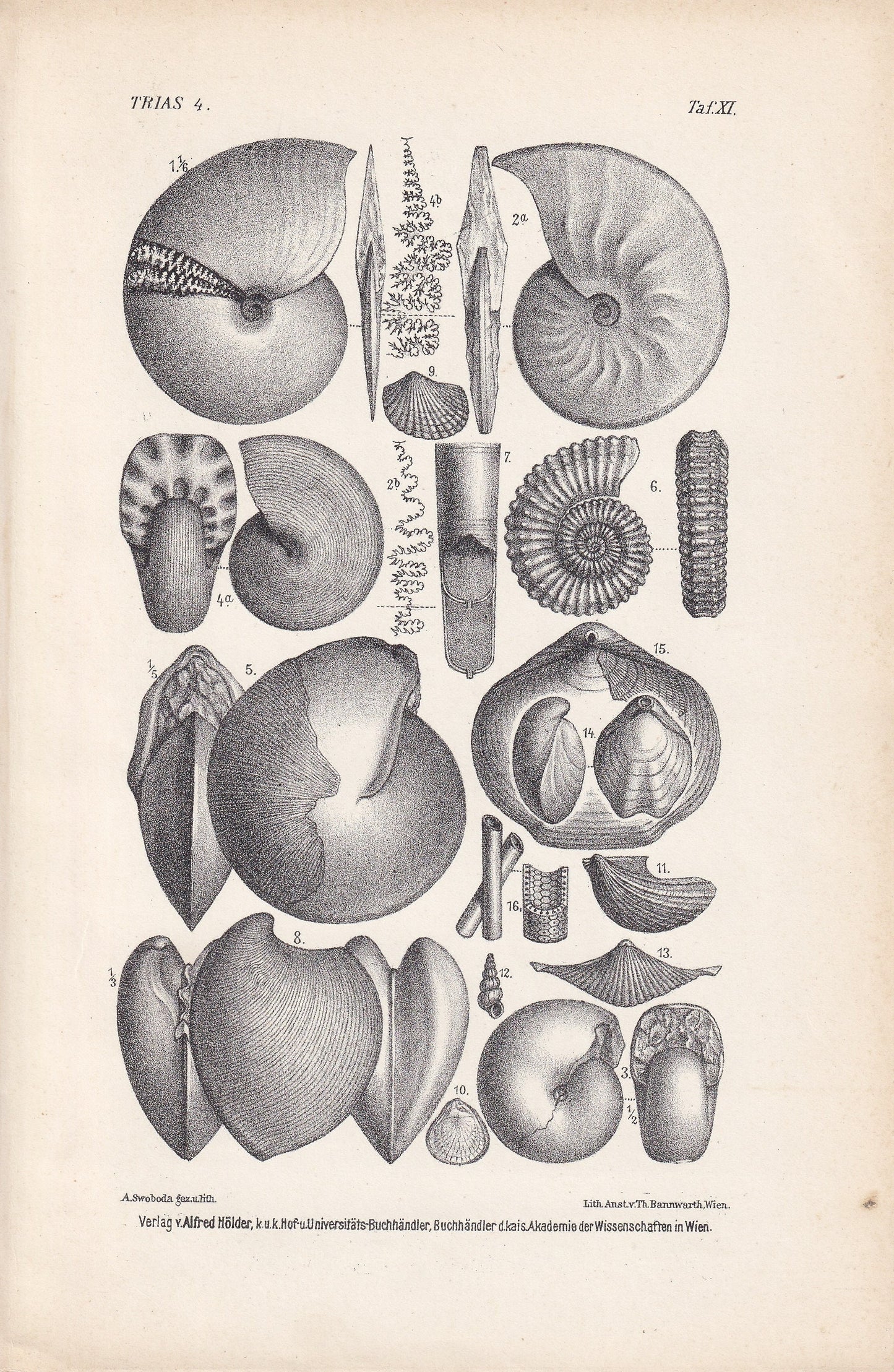 1900 TRIASSIC PERIOD FOSSILS Print - Antique Fossil Print - Fossil Ammonite Print - Fossil Wall Art - Dinosaur Wall Art - 6.4 x 9.5 Inches