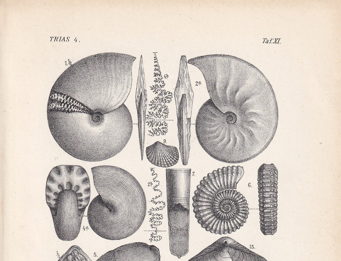 1900 TRIASSIC PERIOD FOSSILS Print - Antique Fossil Print - Fossil Ammonite Print - Fossil Wall Art - Dinosaur Wall Art - 6.4 x 9.5 Inches