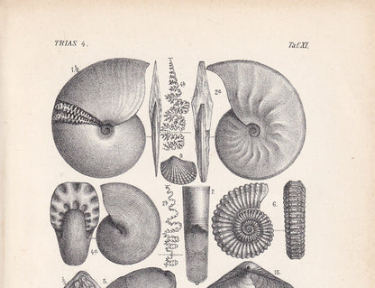 1900 TRIASSIC PERIOD FOSSILS Print - Antique Fossil Print - Fossil Ammonite Print - Fossil Wall Art - Dinosaur Wall Art - 6.4 x 9.5 Inches