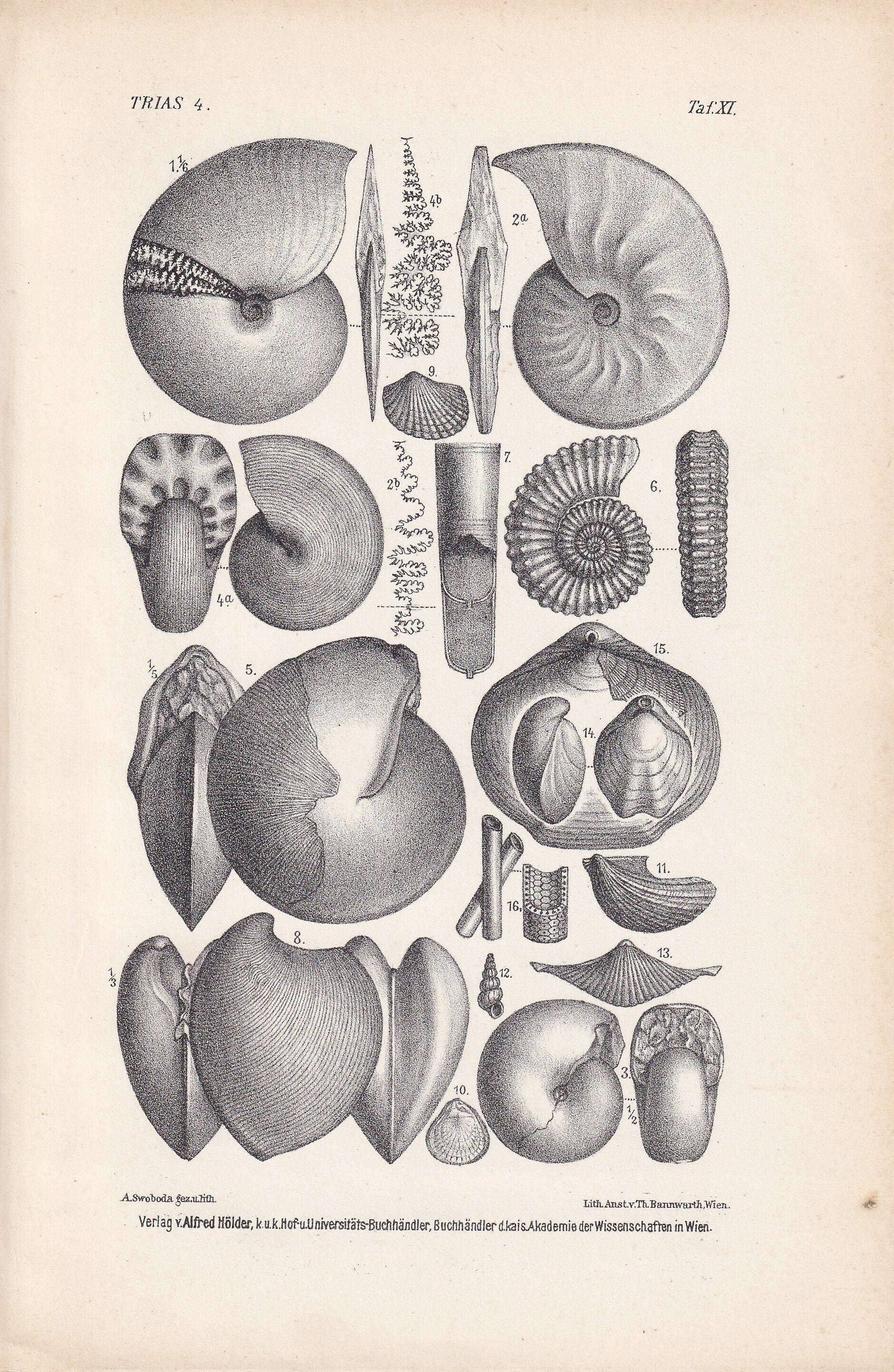 1900 TRIASSIC PERIOD FOSSILS Print - Antique Fossil Print - Fossil Ammonite Print - Fossil Wall Art - Dinosaur Wall Art - 6.4 x 9.5 Inches