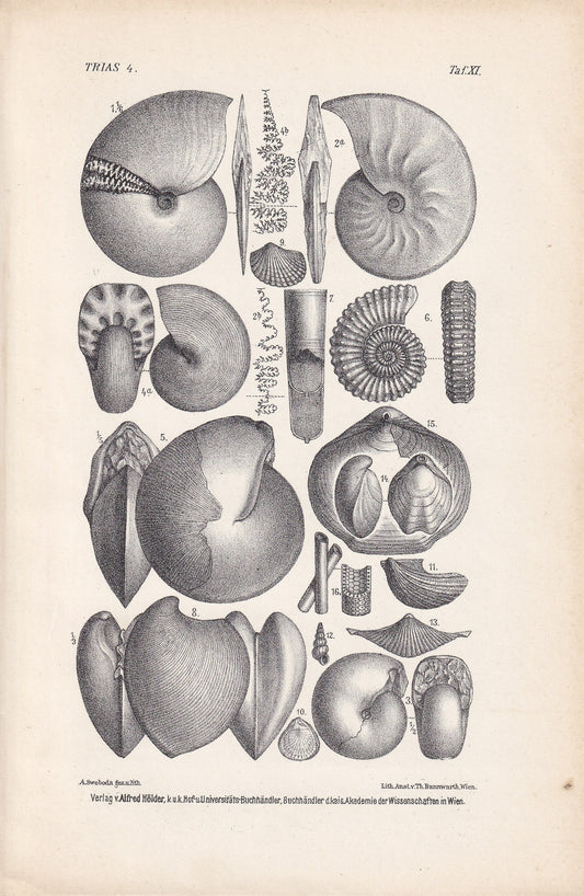 1900 TRIASSIC PERIOD FOSSILS Print - Antique Fossil Print - Fossil Ammonite Print - Fossil Wall Art - Dinosaur Wall Art - 6.4 x 9.5 Inches