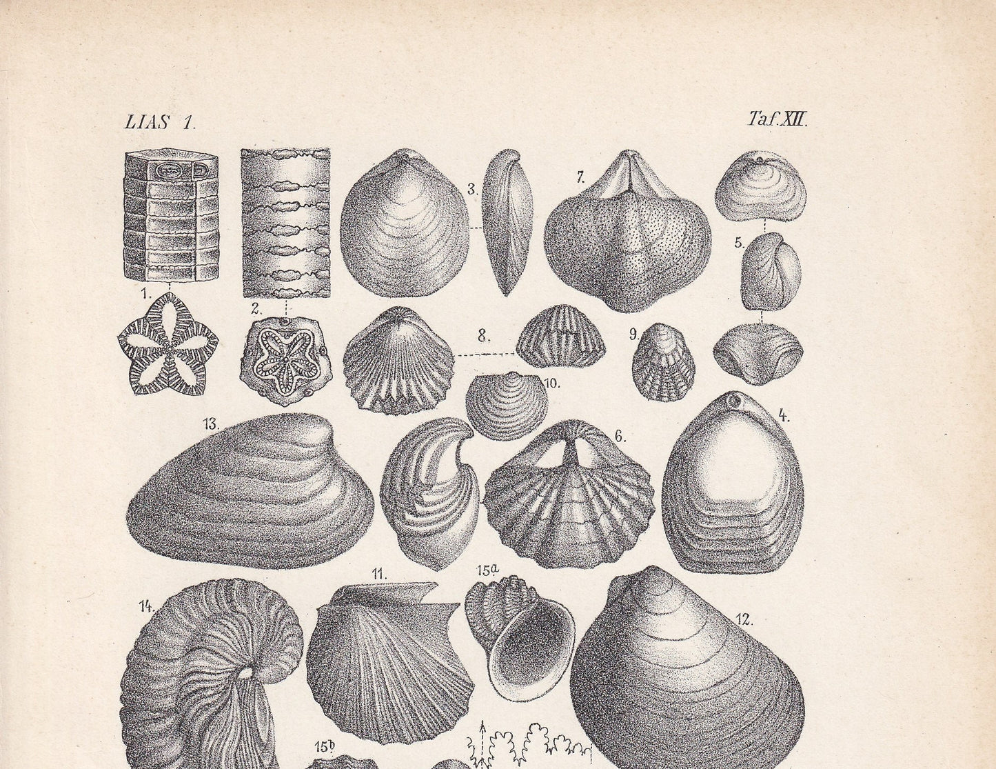 1900 AMMONITES & FOSSIL SHELLS Print - Antique Fossil Print - Jurassic Period Print - Fossil Wall Art - Dinosaur Wall Art - 6.4 x 9.5 Inches