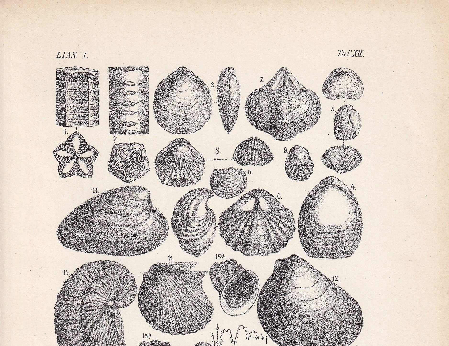 1900 AMMONITES & FOSSIL SHELLS Print - Antique Fossil Print - Jurassic Period Print - Fossil Wall Art - Dinosaur Wall Art - 6.4 x 9.5 Inches