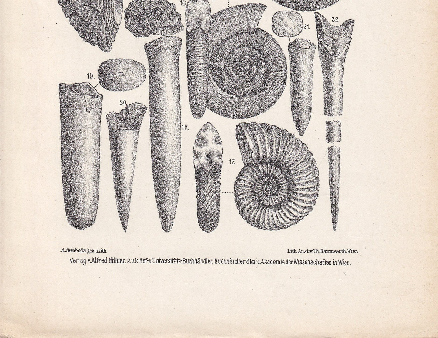 1900 AMMONITES & FOSSIL SHELLS Print - Antique Fossil Print - Jurassic Period Print - Fossil Wall Art - Dinosaur Wall Art - 6.4 x 9.5 Inches