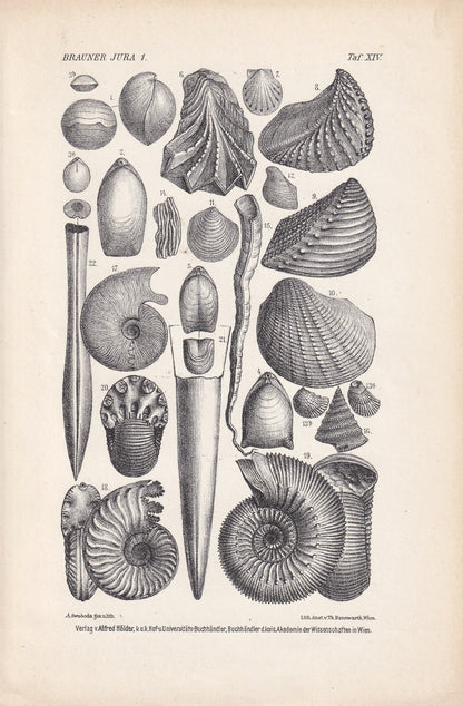 1900 AMMONITES & FOSSIL SHELLS Print - Antique Fossil Print - Jurassic Period Print - Fossil Wall Art - Dinosaur Wall Art - 6.4 x 9.5 Inches