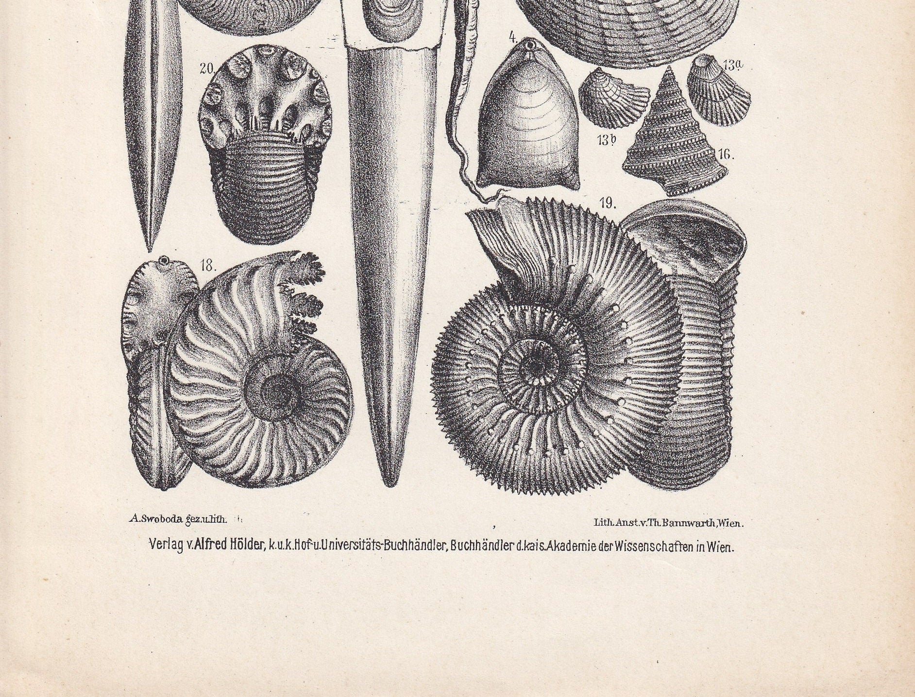1900 AMMONITES & FOSSIL SHELLS Print - Antique Fossil Print - Jurassic Period Print - Fossil Wall Art - Dinosaur Wall Art - 6.4 x 9.5 Inches