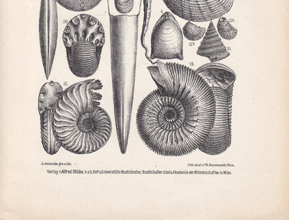 1900 AMMONITES & FOSSIL SHELLS Print - Antique Fossil Print - Jurassic Period Print - Fossil Wall Art - Dinosaur Wall Art - 6.4 x 9.5 Inches