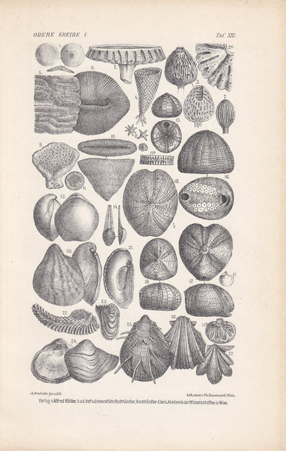 1900 CRETACEOUS PERIOD FOSSILS Print - Antique Fossil Print - Fossil Shells Print - Fossil Wall Art - Dinosaur Wall Art - 6.4 x 9.5 Inches