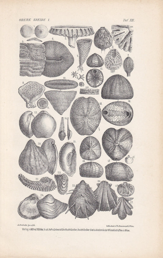 1900 CRETACEOUS PERIOD FOSSILS Print - Antique Fossil Print - Fossil Shells Print - Fossil Wall Art - Dinosaur Wall Art - 6.4 x 9.5 Inches