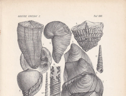 1900 CRETACEOUS PERIOD FOSSILS Print - Antique Fossil Print - Fossil Shells Print - Fossil Wall Art - Dinosaur Wall Art - 6.4 x 9.5 Inches