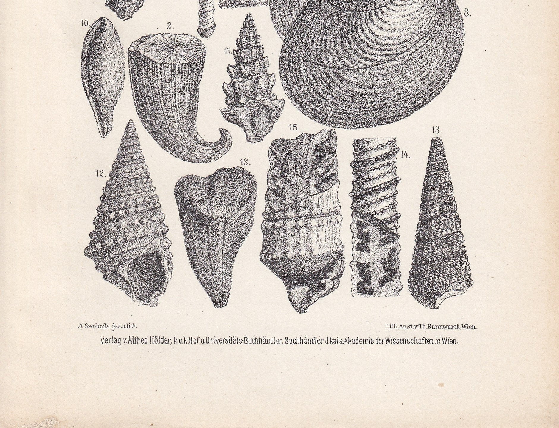 1900 CRETACEOUS PERIOD FOSSILS Print - Antique Fossil Print - Fossil Shells Print - Fossil Wall Art - Dinosaur Wall Art - 6.4 x 9.5 Inches