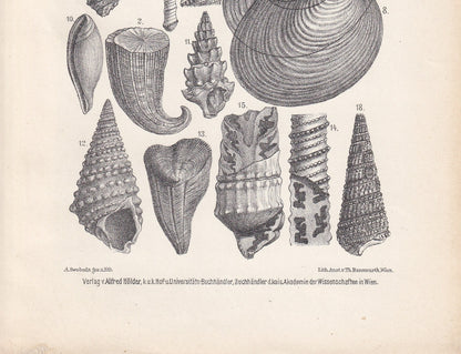 1900 CRETACEOUS PERIOD FOSSILS Print - Antique Fossil Print - Fossil Shells Print - Fossil Wall Art - Dinosaur Wall Art - 6.4 x 9.5 Inches