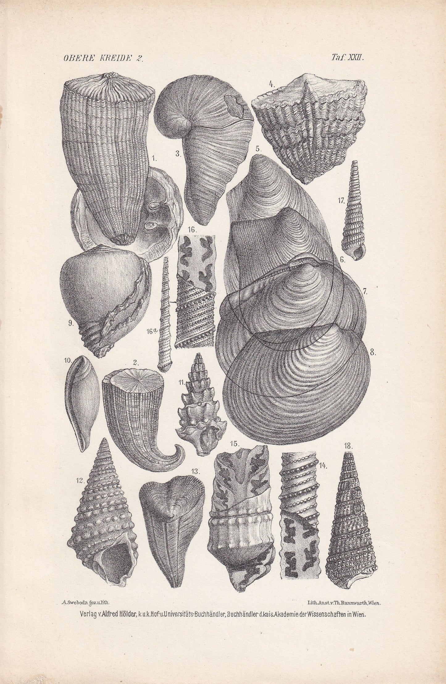 1900 CRETACEOUS PERIOD FOSSILS Print - Antique Fossil Print - Fossil Shells Print - Fossil Wall Art - Dinosaur Wall Art - 6.4 x 9.5 Inches