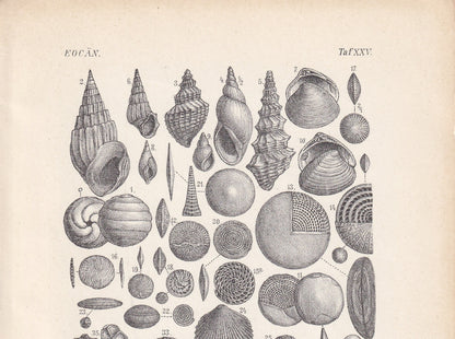 1900 EOCENE EPOCH FOSSILS Print - Antique Fossil Print - Fossil Shells Print - Fossil Wall Art - Dinosaur Wall Art - 6.4 x 9.5 Inches