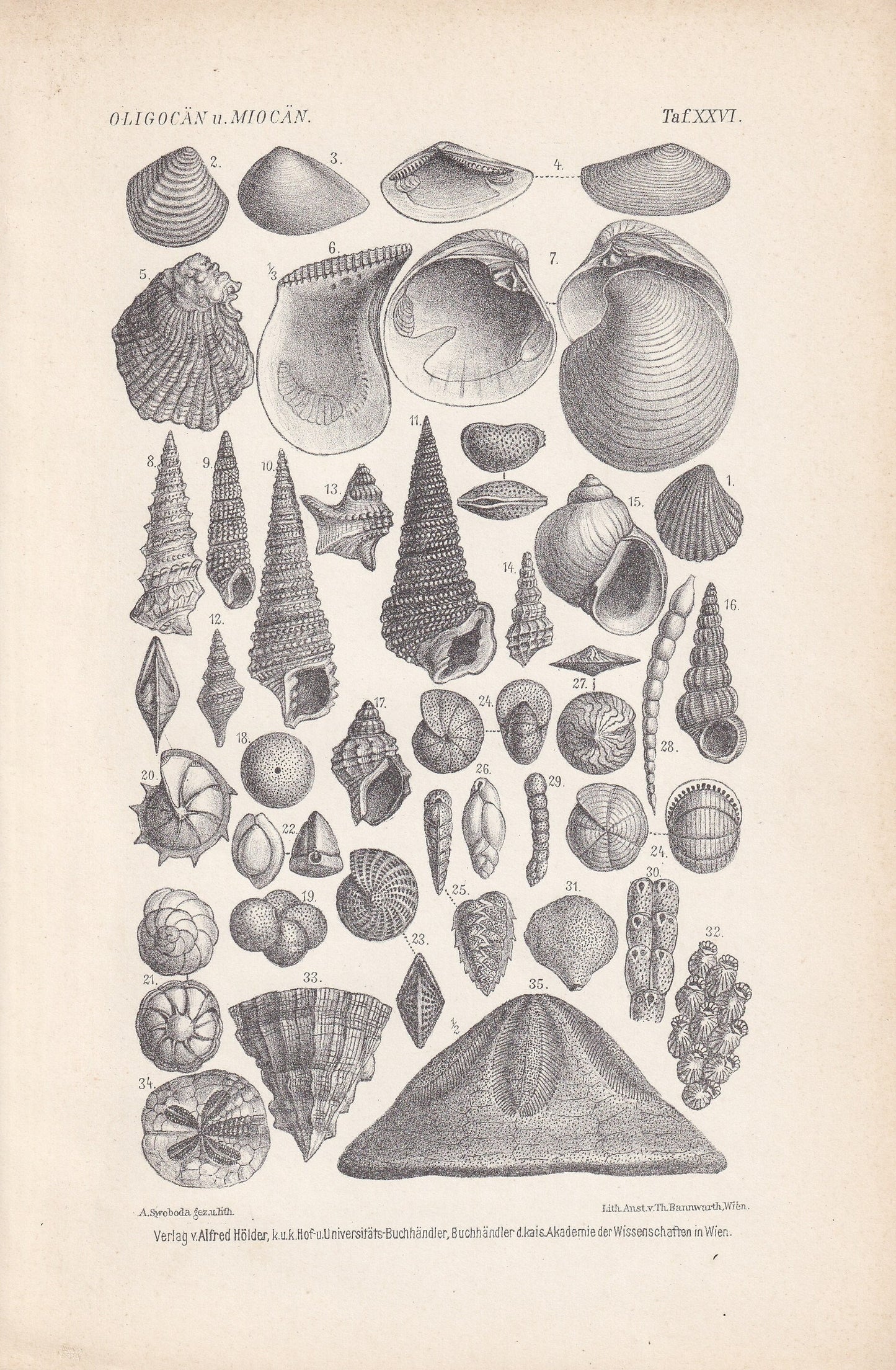 1900 EOCENE EPOCH FOSSILS Print - Antique Fossil Print - Fossil Shells Print - Fossil Wall Art - Dinosaur Wall Art - 6.4 x 9.5 Inches