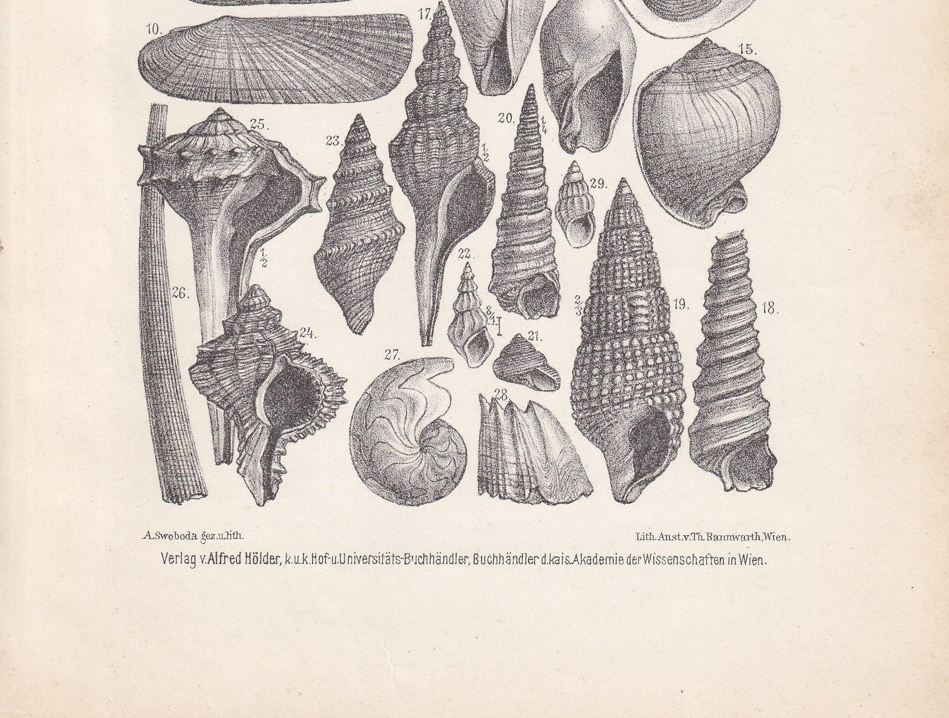 1900 MIOCENE EPOCH FOSSILS Print - Antique Fossil Print - Fossil Shells Print - Fossil Wall Art - Dinosaur Wall Art - 6.4 x 9.5 Inches