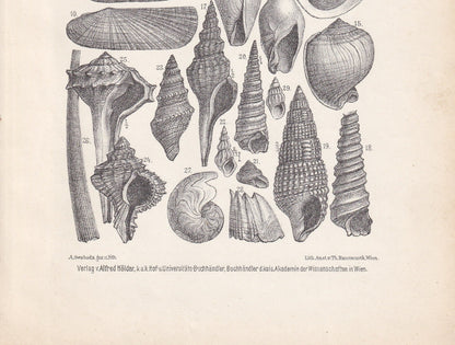 1900 MIOCENE EPOCH FOSSILS Print - Antique Fossil Print - Fossil Shells Print - Fossil Wall Art - Dinosaur Wall Art - 6.4 x 9.5 Inches