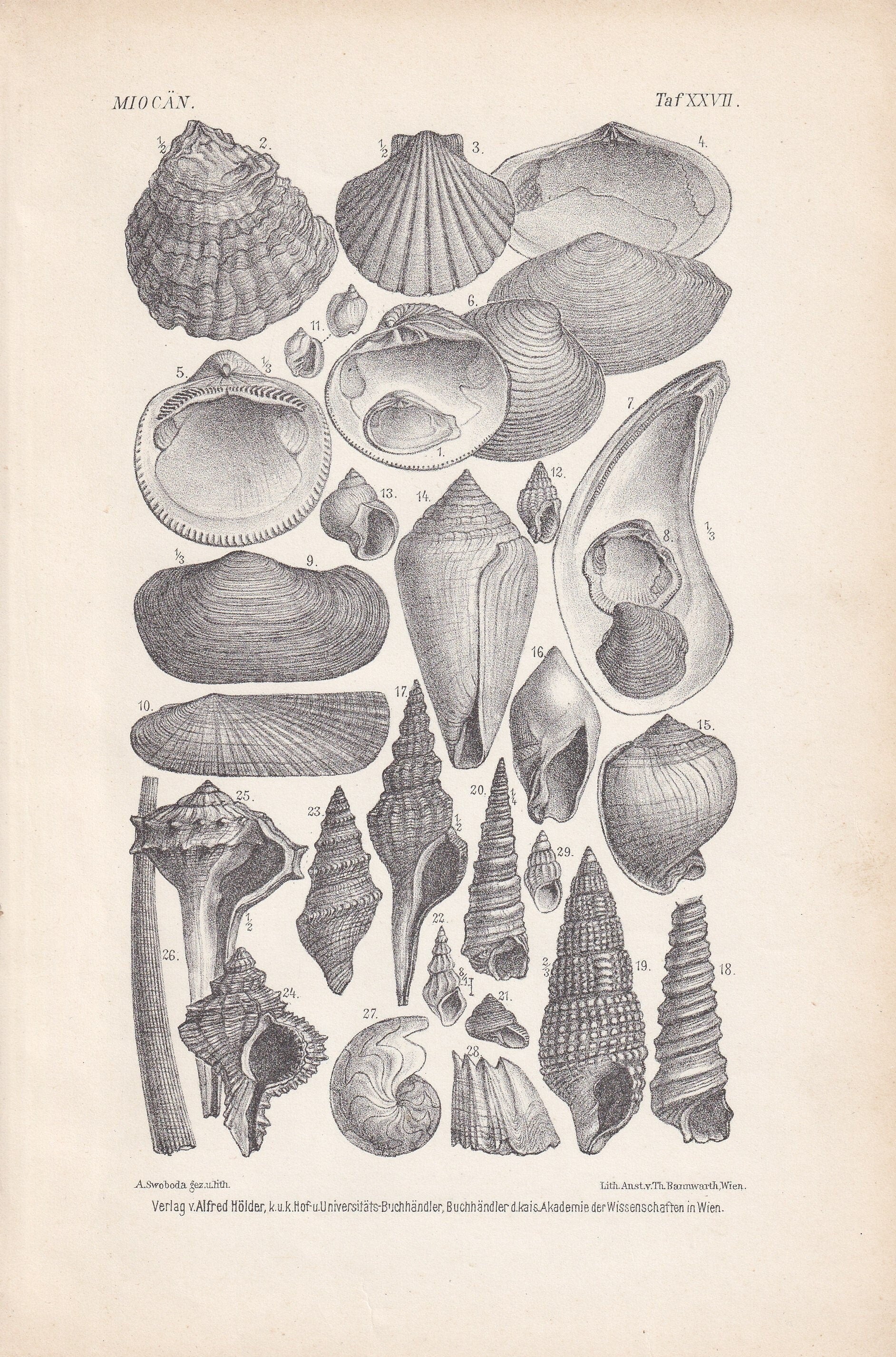 1900 MIOCENE EPOCH FOSSILS Print - Antique Fossil Print - Fossil Shells Print - Fossil Wall Art - Dinosaur Wall Art - 6.4 x 9.5 Inches