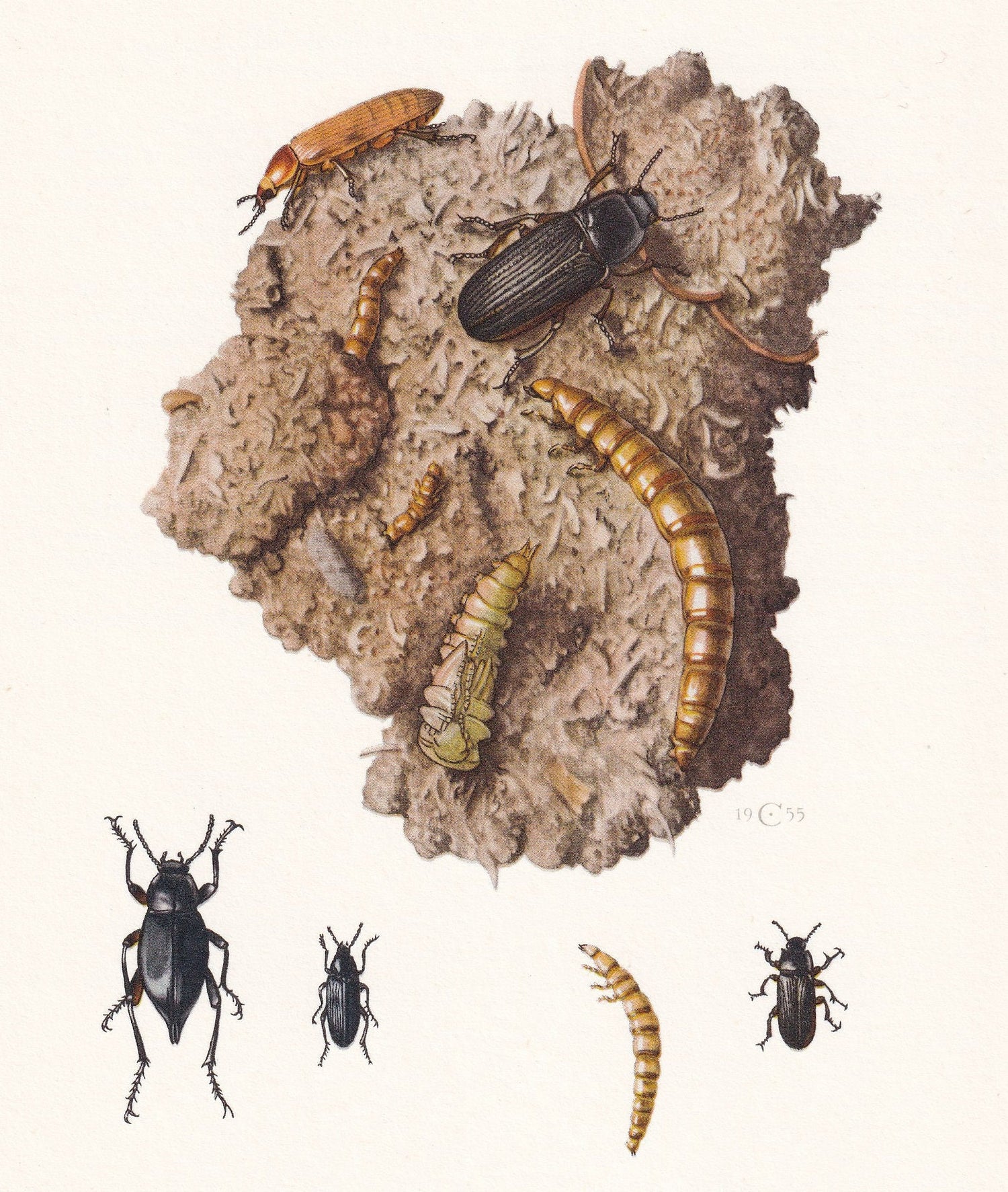 1960 YELLOW MEALWORM BEETLE Print - Vintage Insect Print - Bugs Illustration - Biology Wall Art - Vintage Entomology Print - 63 Years Old