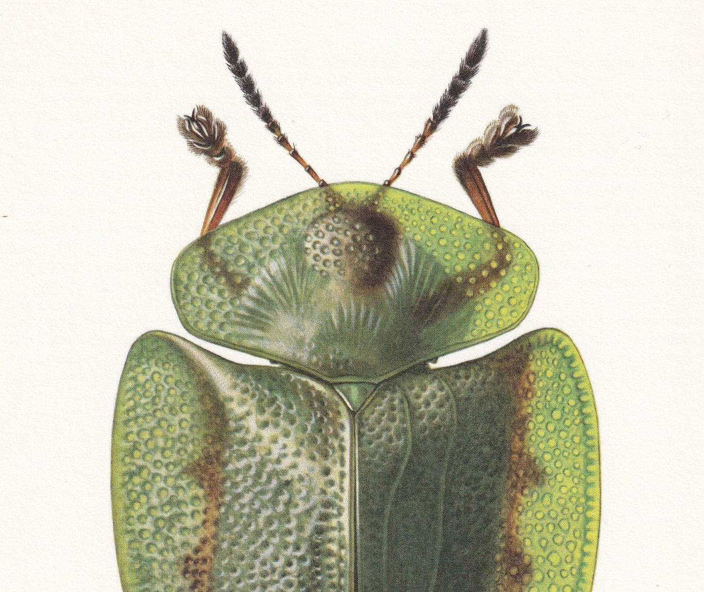 1960 GREEN TORTOISE BEETLE Print - Vintage Insect Print - Bugs Illustration - Biology Wall Art - Vintage Entomology Print - 6