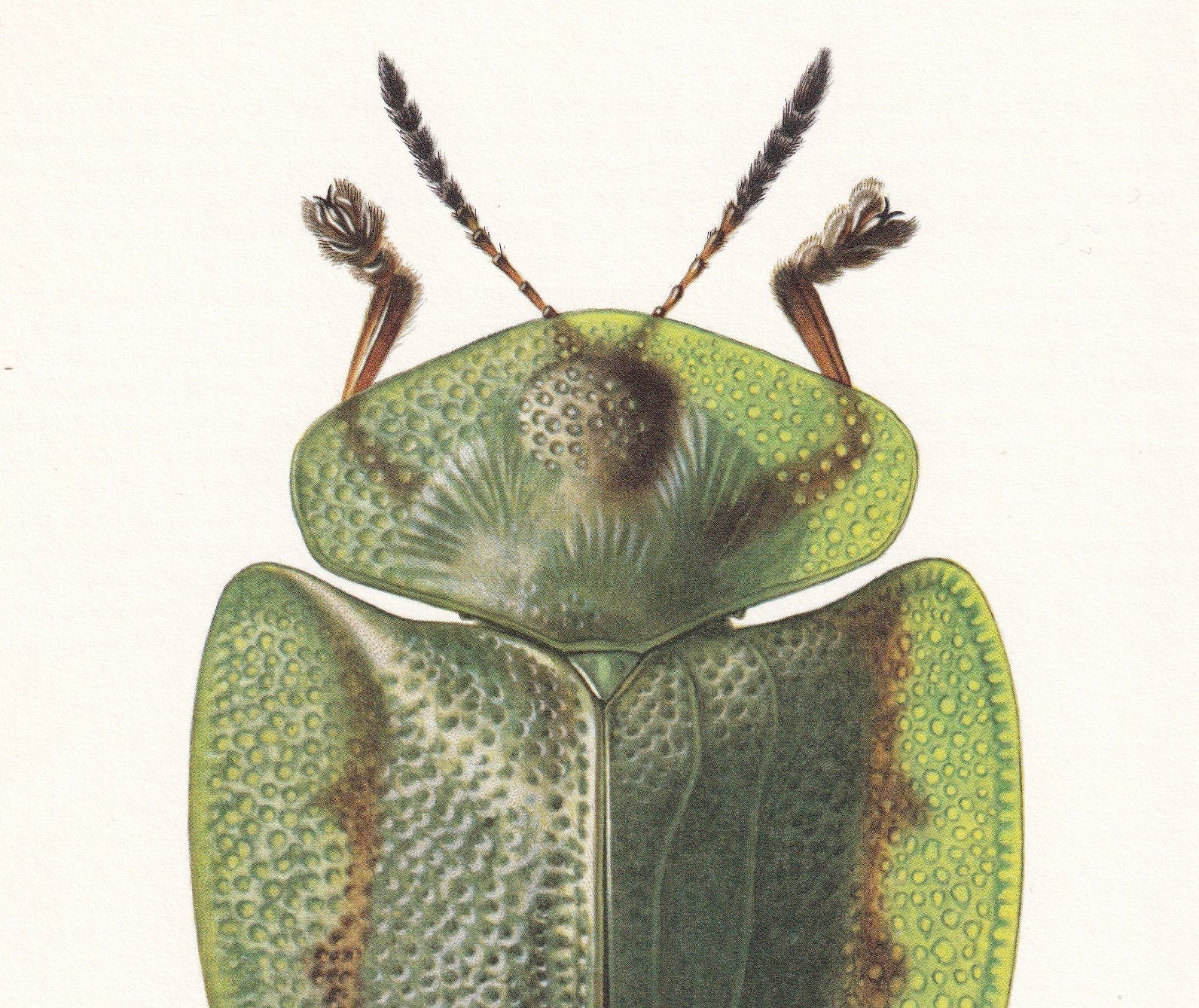 1960 GREEN TORTOISE BEETLE Print - Vintage Insect Print - Bugs Illustration - Biology Wall Art - Vintage Entomology Print - 6