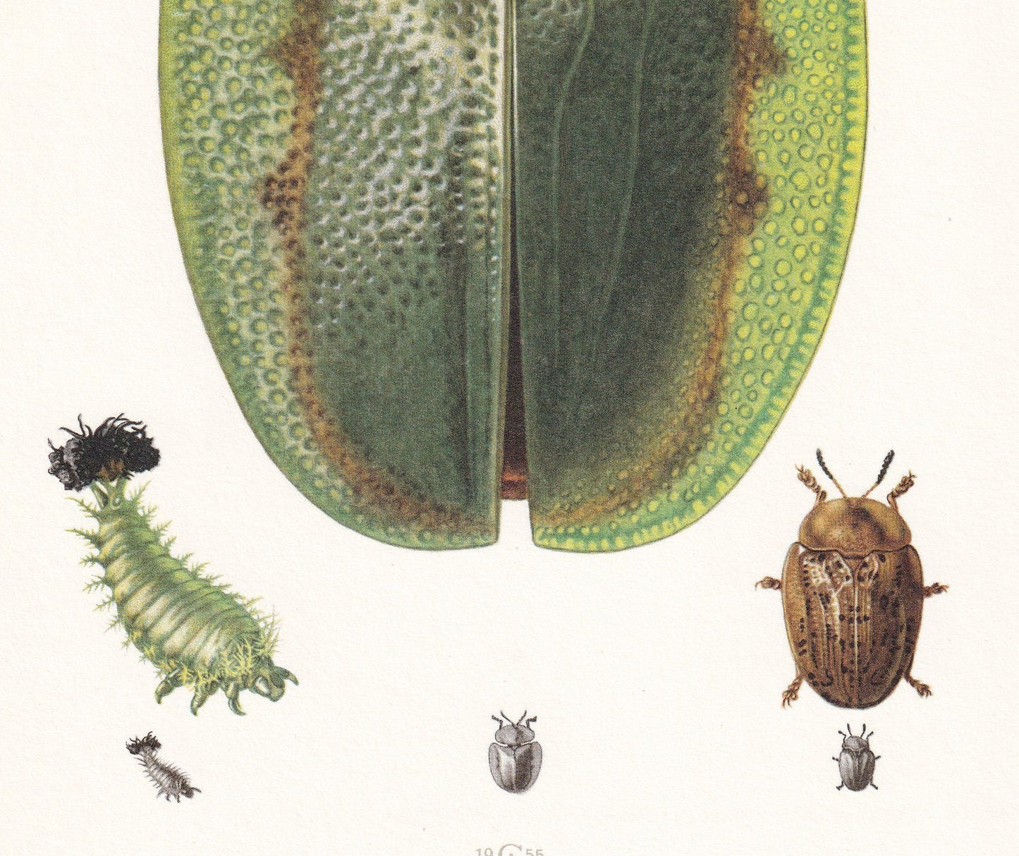 1960 GREEN TORTOISE BEETLE Print - Vintage Insect Print - Bugs Illustration - Biology Wall Art - Vintage Entomology Print - 6